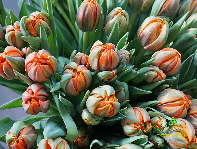 Голландские тюльпаны пионовидные оранжевые Фото